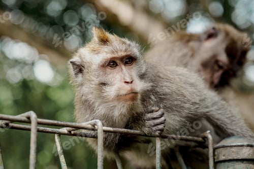Preview: Monkeys in Ubud Monkey Forest, Bali