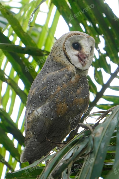Preview: Barn Owl perched on coconut tree branch in the morning (Tyto alba)