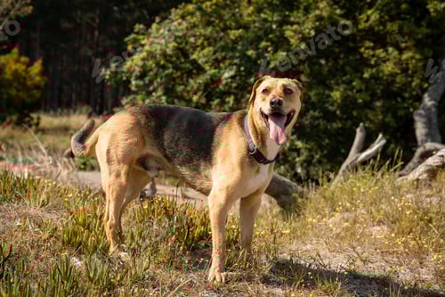 Preview: Happy mixed-breed dog standing in a sunny field with a forest background, enjoying the outdoors