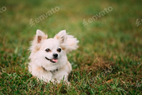 Preview: Beautiful Funny Young White Chihuahua Dog Sitting On Green Grass