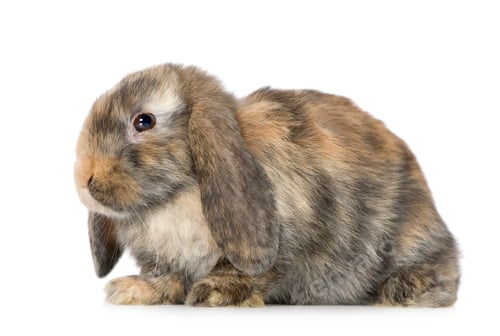 Preview: Rabbit