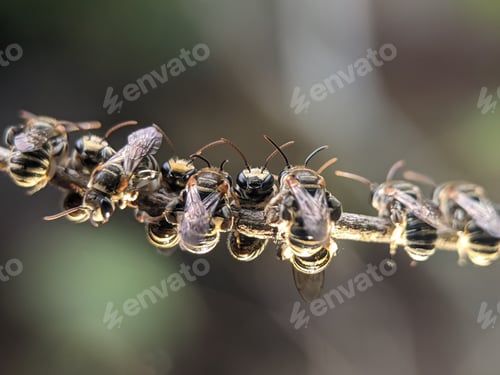 Preview: Closeup of a group of stingless bees resting on a tree branch
