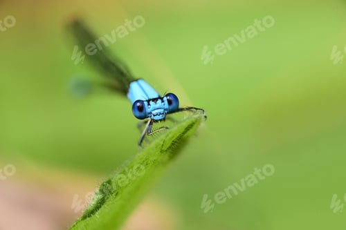 Preview: Damselfly