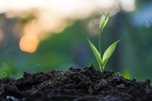 Preview: green young plant on soil in the nature, Natural growth concept