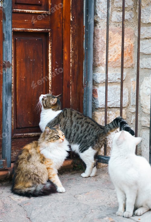 Preview: Homeless animals seek shelter. Surviving cats wander street of village,old town. Stray, abandoned