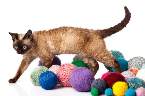 Preview: Cat Devon Rex on white background. kitten with balls of threads