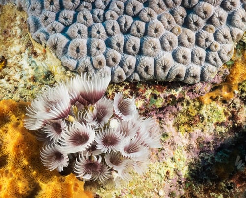 Preview: Amazing underwater world, Underwater world scene.