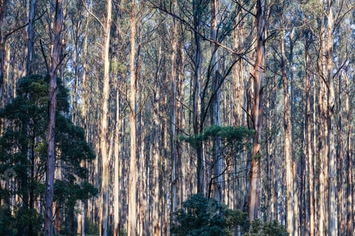 Preview: The Black Spur near Narbethong in Australia