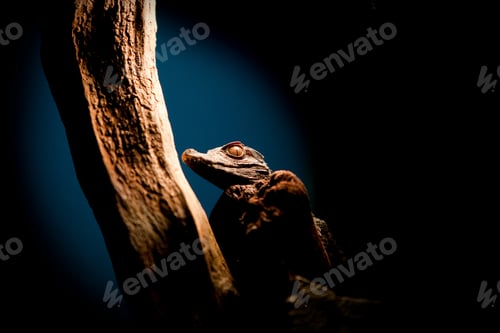 Preview: Alligator