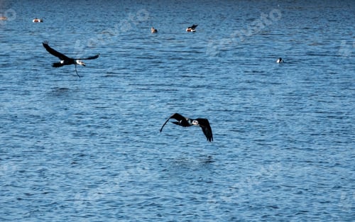 Preview: Two cormorants Flying Low Over Blue Water With Other Water Birds in Open Sea