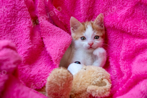 Preview: Pet animal; down syndrome kitten cat indoor.