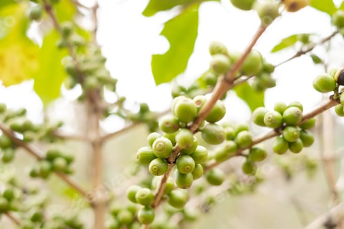 Preview: Arabica coffee, green Arabica coffee beans unripe on northern Thailand sources waiting for harvest