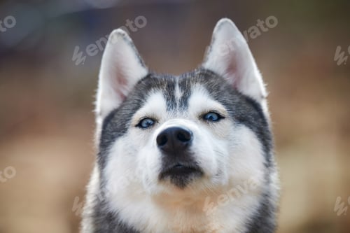 Preview: Siberian Husky dog portrait with blue eyes and gray coat color, cute sled dog breed