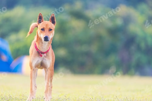 Preview: dog in the grassland