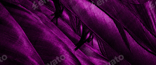 Preview: purple bird feathers with visible texture. background