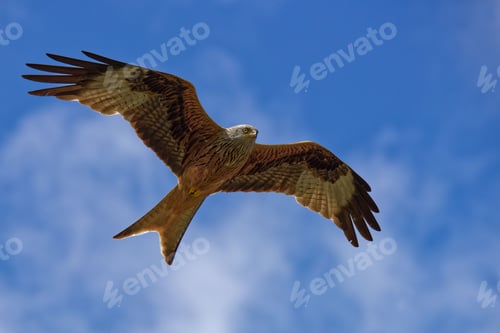 Preview: Red kite (Milvus milvus) soaring gracefully through the air on a sunny day against a blue sky