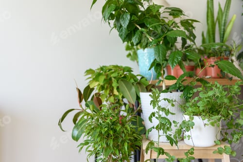 Preview: Apartment corner with many home plants