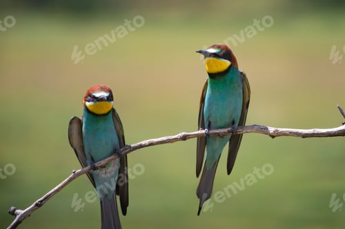 Preview: European bee eater, Merops apiaster. Common bee-eater. Close-up
