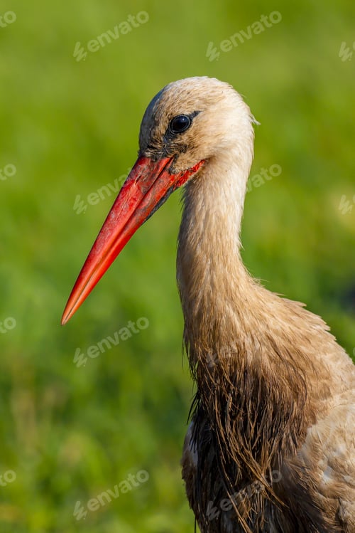 Preview: White Stork