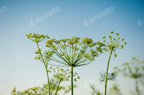 Preview: Beautiful tender dill on a background of blue sky
