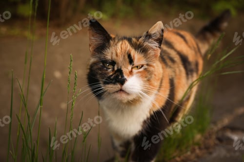 Preview: Beautiful multicolor cat walking outdoor in spring day
