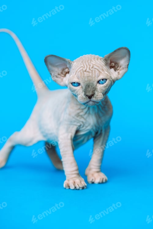 Preview: Sweet hairless kitten of Canadian Sphynx Cat breed standing on blue background