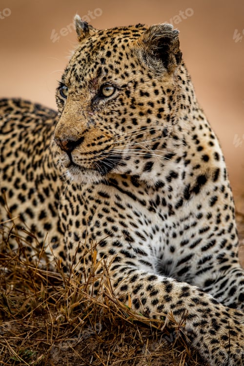Preview: Close up of a big male Leopard.