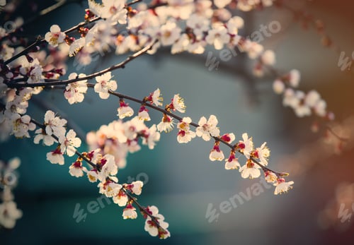 Preview: photo of the cherry branches