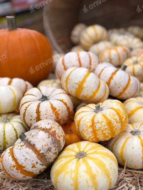Preview: White and orange pumpkins piled up and displayed for fall, autumn, Halloween season at the farm