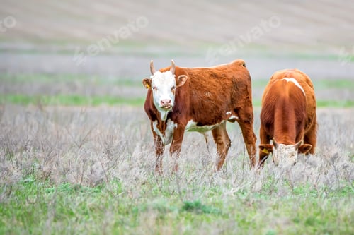 Preview: Young cattle on green meadow