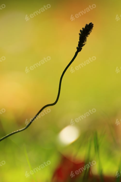 Preview: grass and vegetation on the field in Autumn season