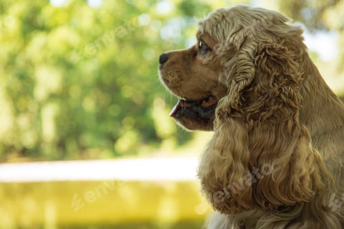 Preview: American spaniel, concept of pet and best friend - dog