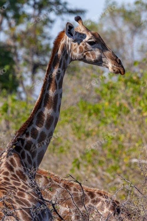 Preview: Giraffe - Botswana - Africa