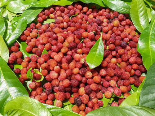 Preview: Fruit Photography - Red color fruit isolated, Macro shot of myrica esculenta (kafal) fruit in Himach