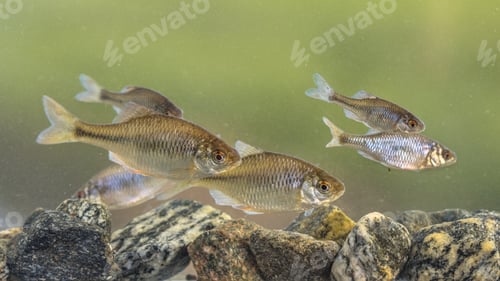 Preview: European bitterling natural environment shoal
