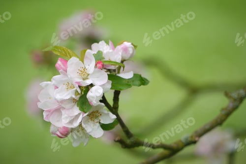 Preview: Delicate White Blossoms Flourishing on Branch in Spring