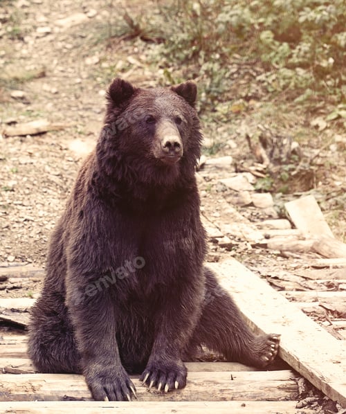 Preview: View on european brown bear