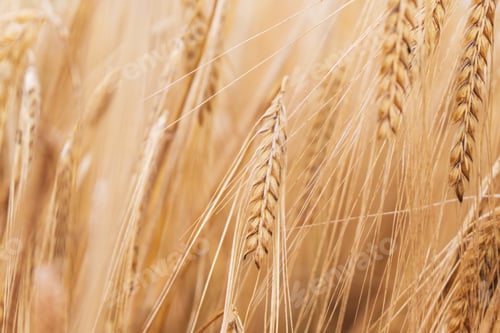 Preview: Beautiful natural summer rural landscape background. Rising ripe wheat field.