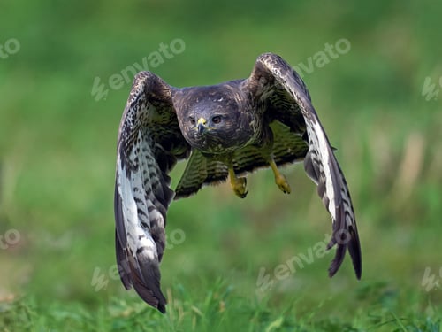 Preview: Common buzzard (Buteo buteo)