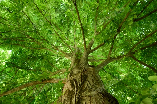 Preview: Lush green tree canopy from below