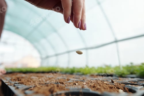 Preview: Hand of female throwing pumpkin seed on fertile soil in small pot