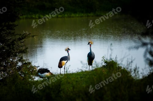 Preview: Grey Crowned Crane (Balearica regulorum) at El Karama Ranch, Laikipia County, Kenya