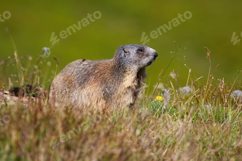 Preview: Shy alpine marmot looking aside on a meadow in mountains illuminated by sun