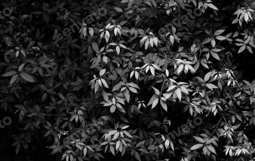 Preview: Gray scale shot of leave