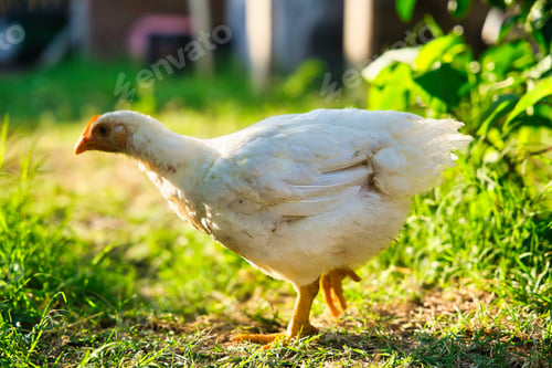Preview: Closeup shot of a white cornish chicken foraging on a field