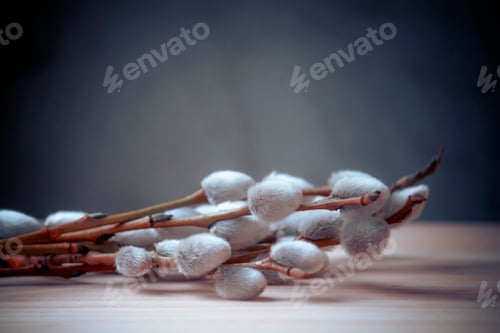 Preview: Willow branches, easter spring background, selective focus