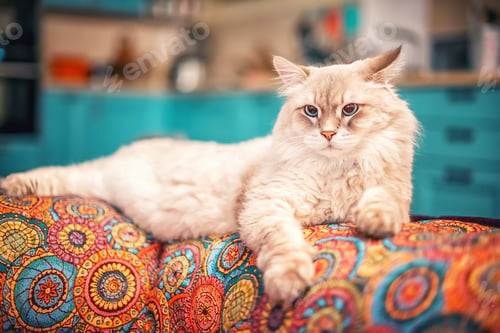 Preview: Siberian cat. Breed Neva Masquerade. Beautiful cat with blue eyes