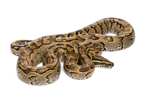 Preview: Boa madagascariensis against white background