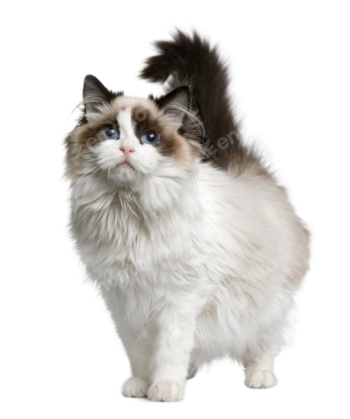 Preview: Ragdoll cat, 7 months old, standing in front of white background
