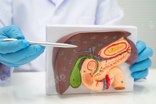 Preview: Liver with gallbladder, pancreas spleen and duodenum,